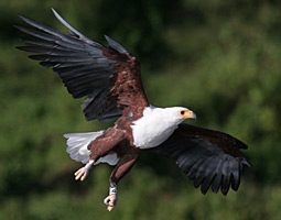 African Fisheagle